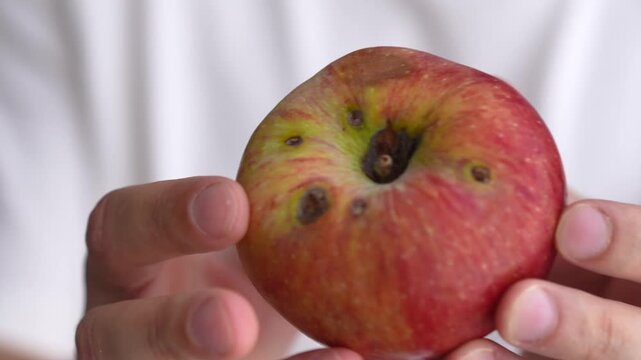 Spoiled apple.
Traces of the presence of worms.
Holes in the apple.
Rotten apple in the hands of a man