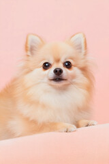 Adorable Pomeranian Dog with Fluffy Fur and Sweet Expression