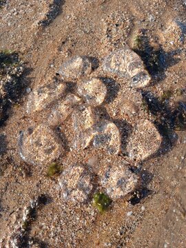 Un conjunto de salpas - ''Melatinas Pauliensis'', conocidas vulgarmente como Melatinas o Medusas buenas. Organismo marino de aspecto transparente. Vista de cerca con arena de playa de fondo