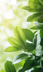 Refreshing Nature Scene with Sunlit Green Leaves - Serene Atmosphere in Lush Forest During Daytime