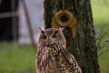 great horned owl