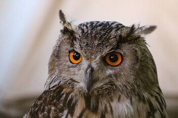 great horned owl