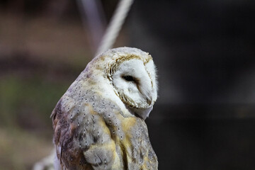 great owl