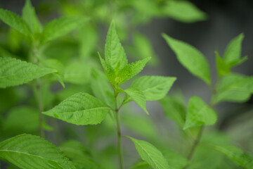 green leaves in the garden