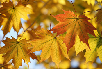 Fototapeta premium Autumn colored maple tree branch isolated at the edge of an empty sunny blue sky, blurry yellow and orange bright fall leaf background with copy space