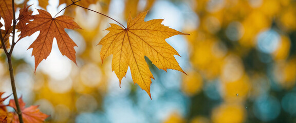 Fototapeta premium Autumn colored maple tree branch isolated at the edge of an empty sunny blue sky, blurry yellow and orange bright fall leaf background with copy space