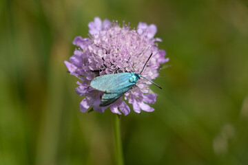 closeup of a Adscita Statice or green forester moth on Sabiosa or pincushion flower