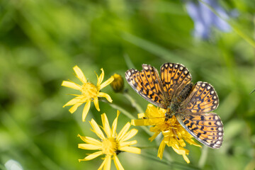 Obraz premium closeup Boloria selene or small pearl-bordered fritallary butterfly on yellow flowers