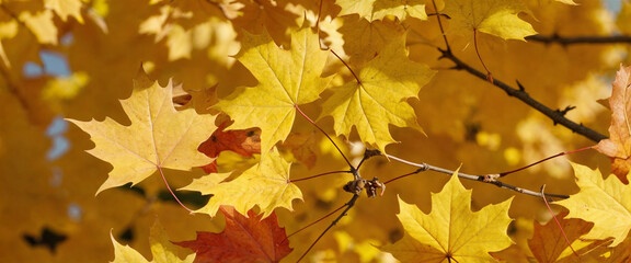 Fototapeta premium Autumn colored maple tree branch isolated at the edge of an empty sunny blue sky, blurry yellow and orange bright fall leaf background with copy space