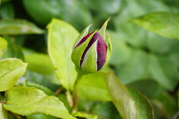 This image captures a stunning closeup view of a delicate bud of a flower on a thriving plant in...