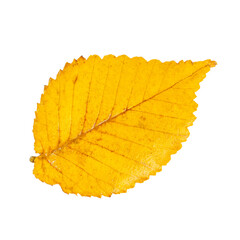 Fall leaf isolated on white background