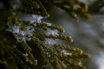 snowflakes on tree