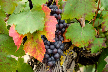 Callet grape, Viña des Pou de Sa Carrera, Celler Mesquida-Mora, Porreres, Mallorca, Balearic Islands, Spain