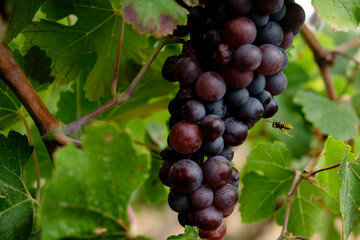 Callet grape, Viña des Pou de Sa Carrera, Celler Mesquida-Mora, Porreres, Mallorca, Balearic Islands, Spain