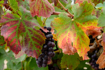 Callet grape, Viña des Pou de Sa Carrera, Celler Mesquida-Mora, Porreres, Mallorca, Balearic Islands, Spain