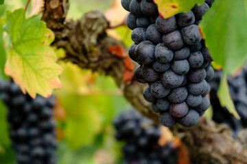 Callet grape, Viña des Pou de Sa Carrera, Celler Mesquida-Mora, Porreres, Mallorca, Balearic Islands, Spain