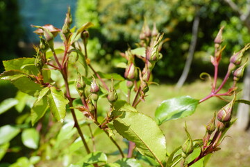 Here is a closeup view of a vibrant plant featuring lush green leaves and emerging buds located within a beautiful garden environment