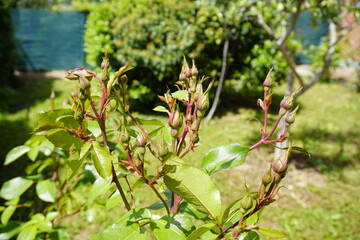 Here is a closeup view of a vibrant plant featuring lush green leaves and emerging buds located within a beautiful garden environment