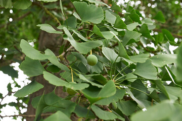 weiblicher Ginkobaum mit Frucht