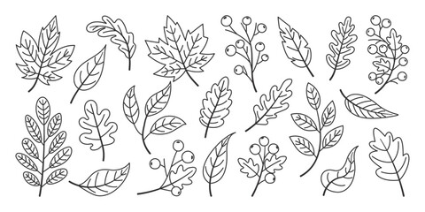 Set of autumn leaves, fallen leaves, hand drawn, line art style