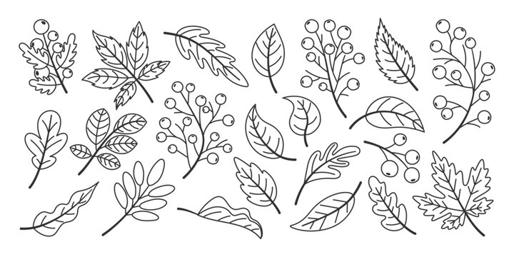 Set of hand drawn fallen autumn leaves, line art style
