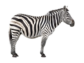 Obraz premium a zebra standing on a white background
