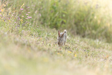 Wild Rabbit running in the grass
