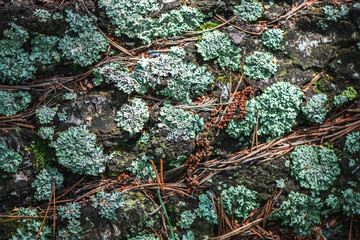 moss with lichen, natural forest background