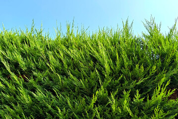 Thuja hedge texture, over blue sky background, close-up. Garden, gardening concept. Environment concept