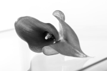 A beautifully captured black and white photo of a delicate flower arranged in a charming vase, showcasing its intricate details and textures