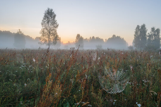 morning fog in the field