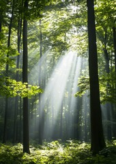 Obraz premium Dense Forest Panorama Morning Sunlight Streaming through Canopy Illuminating Green Foliage, Evoking Peace and Wonder
