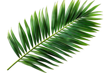 Obraz premium Tropical Green Palm Leaf Isolated