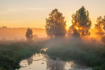 misty morning in the forest