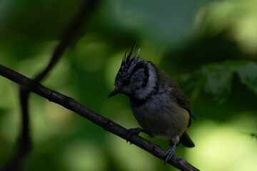 crested tit on a branch