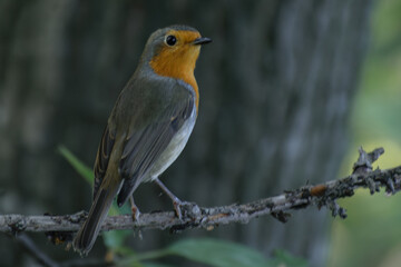 robin on a branch