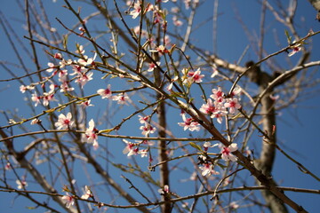 This is an upclose view of a beautiful tree branch adorned with delicate flowers blooming along its length, showcasing natures artistry