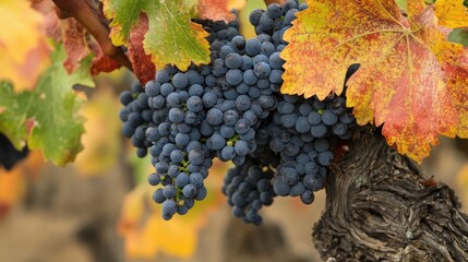 Ripe clusters of grapes herald the autumn winemaking season. Ai generation