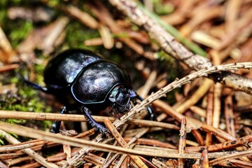 beetle on a ground