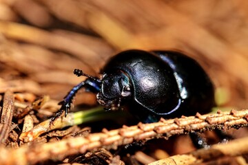 beetle on the ground