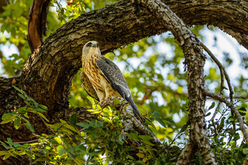 Bird of prey