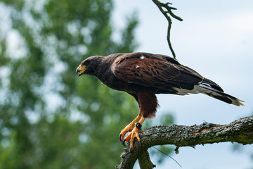 Harris's hawk