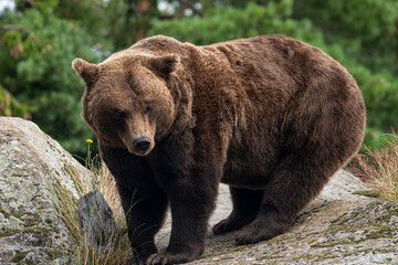 Brown bear 