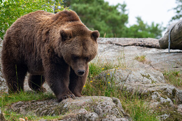 Brown bear 