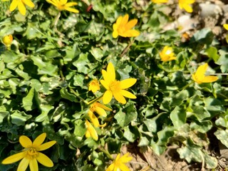 This image features a closeup view of a vibrant yellow flower that is growing in the lush green...