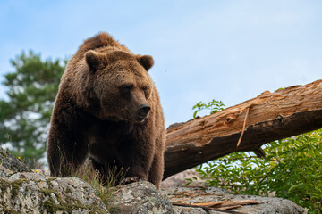 Brown bear 