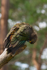 Kea