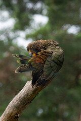 Kea