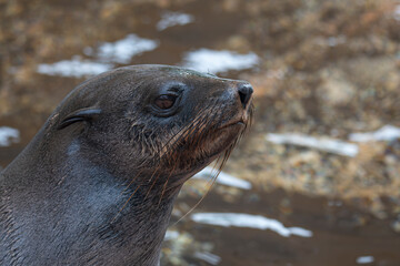 Seal