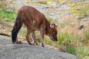Dhole